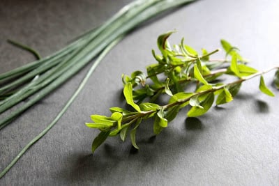 Fresh tarragon and chives on a black cutting board.