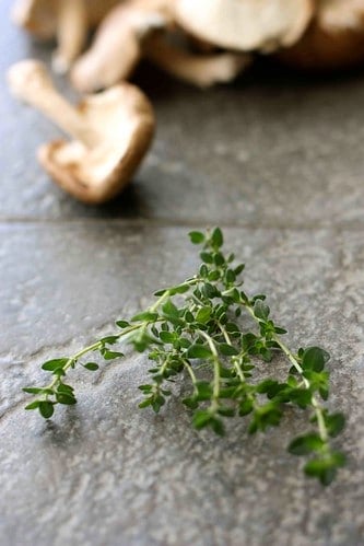 A sprig of thyme, with mushrooms behind.