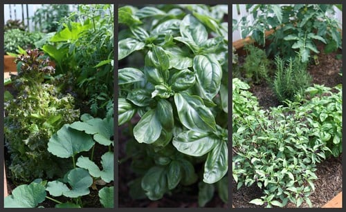 Collage of plants in a vegetable garden.